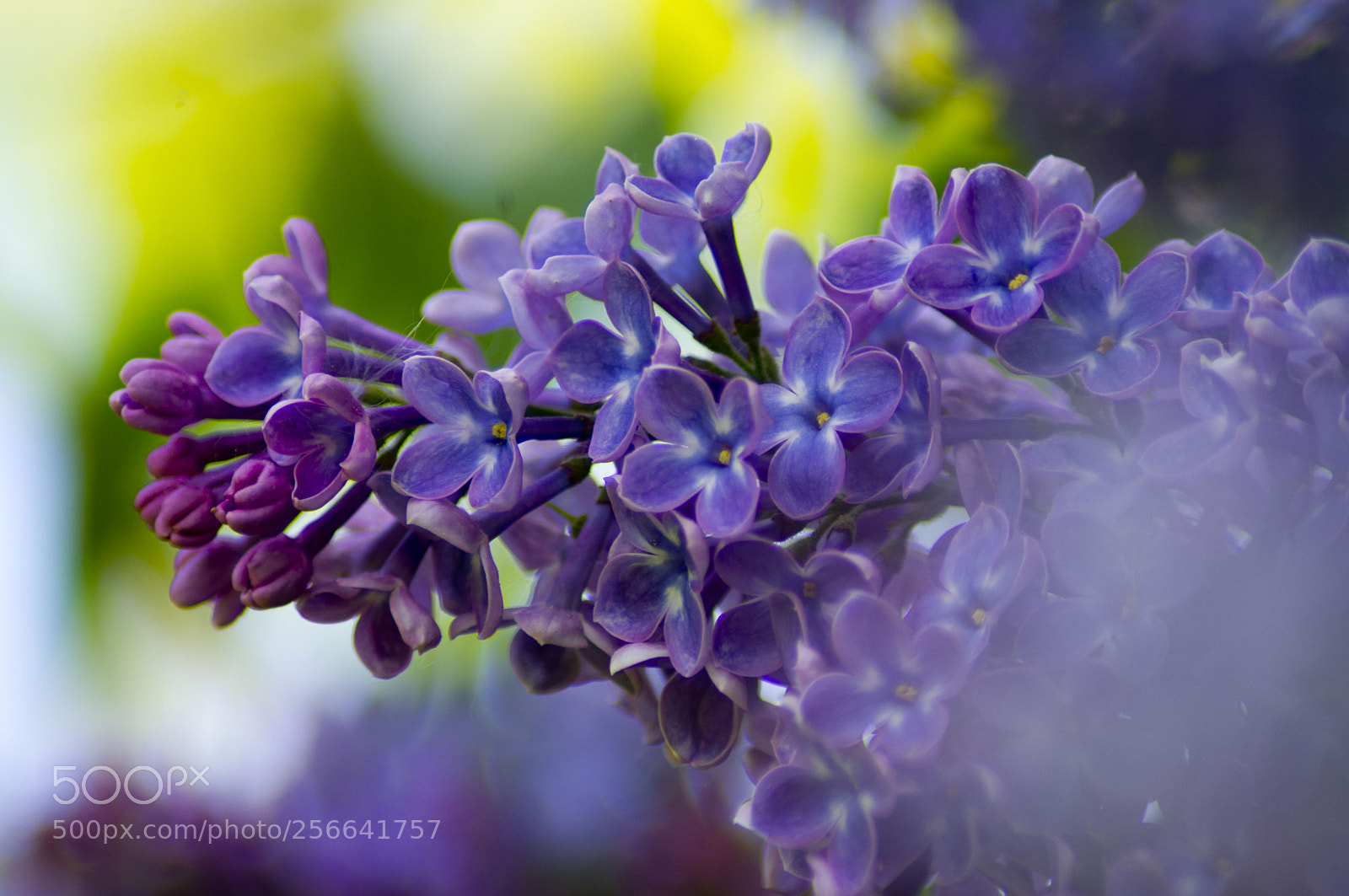 Pentax K-x sample photo. Flieder photography