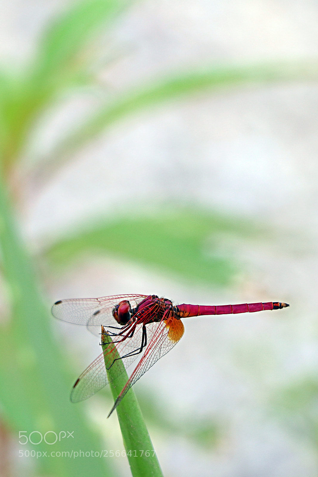 Canon EOS 80D sample photo. Untitled photography