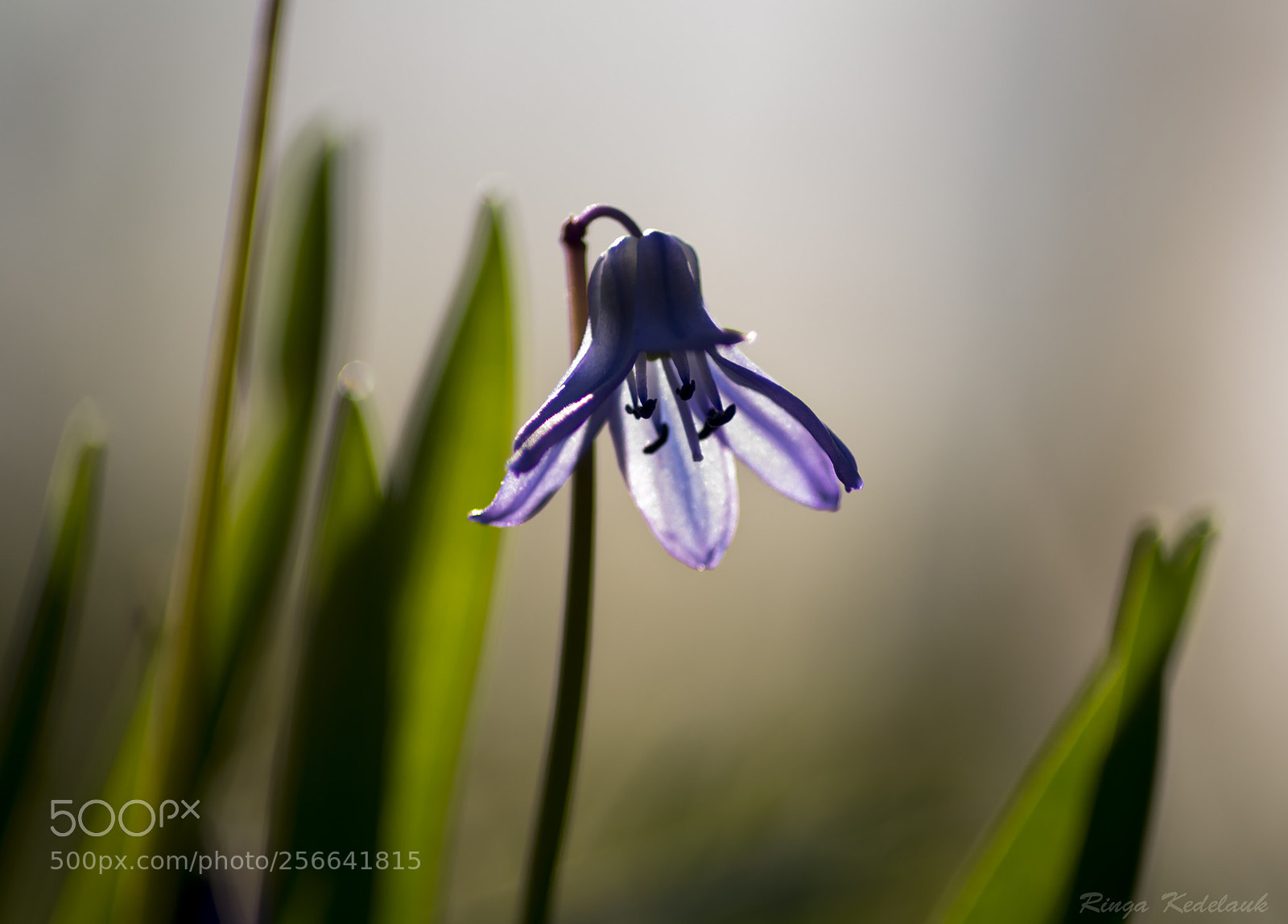 Nikon D3100 sample photo. Scilla siberica photography