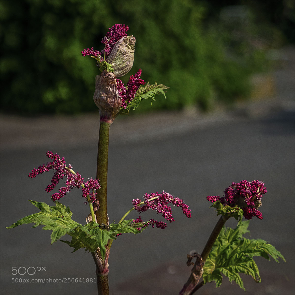 Sony a7R II sample photo. Blüten 050518-004 photography