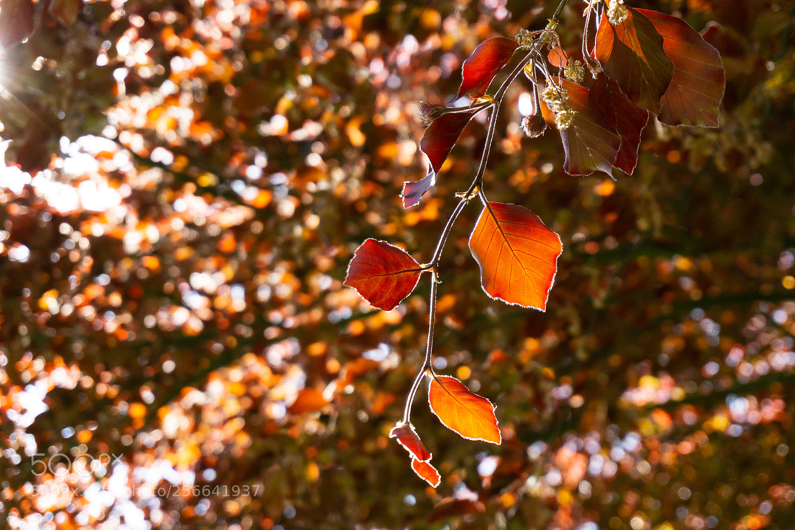 Sony a6000 sample photo. Light glowing through red photography