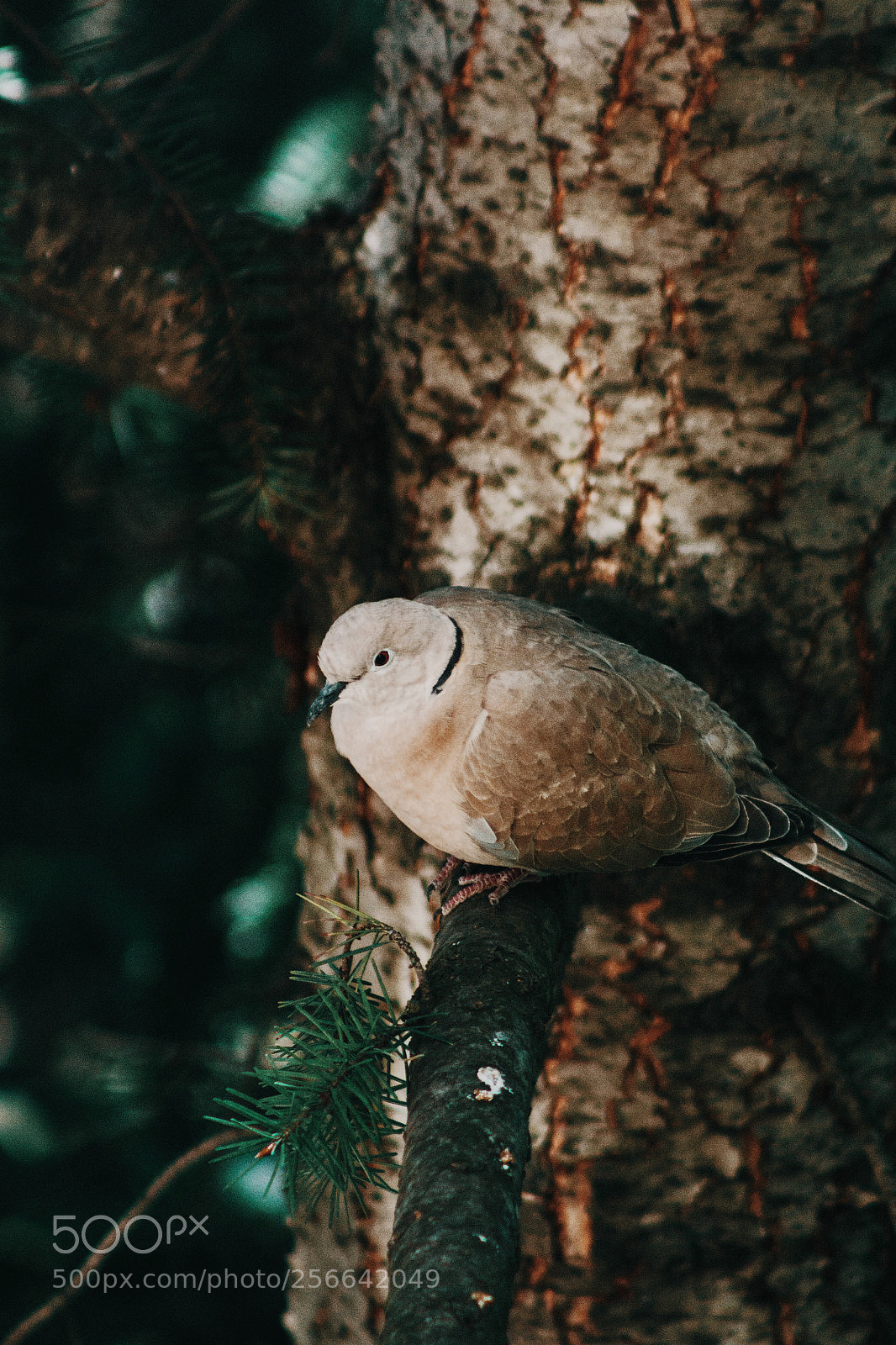 Canon EOS 100D (EOS Rebel SL1 / EOS Kiss X7) sample photo. Bird chilling photography