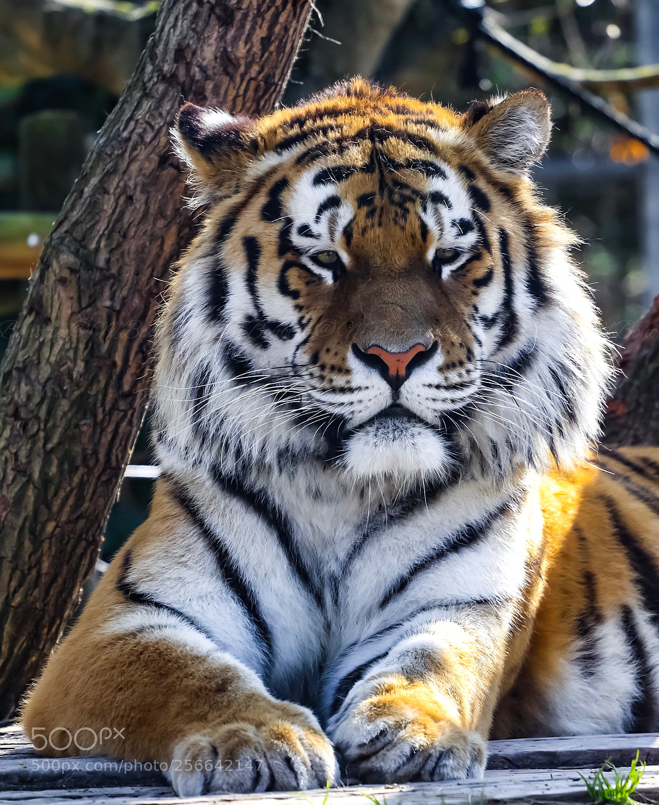 Canon EOS 80D sample photo. Tiger photography