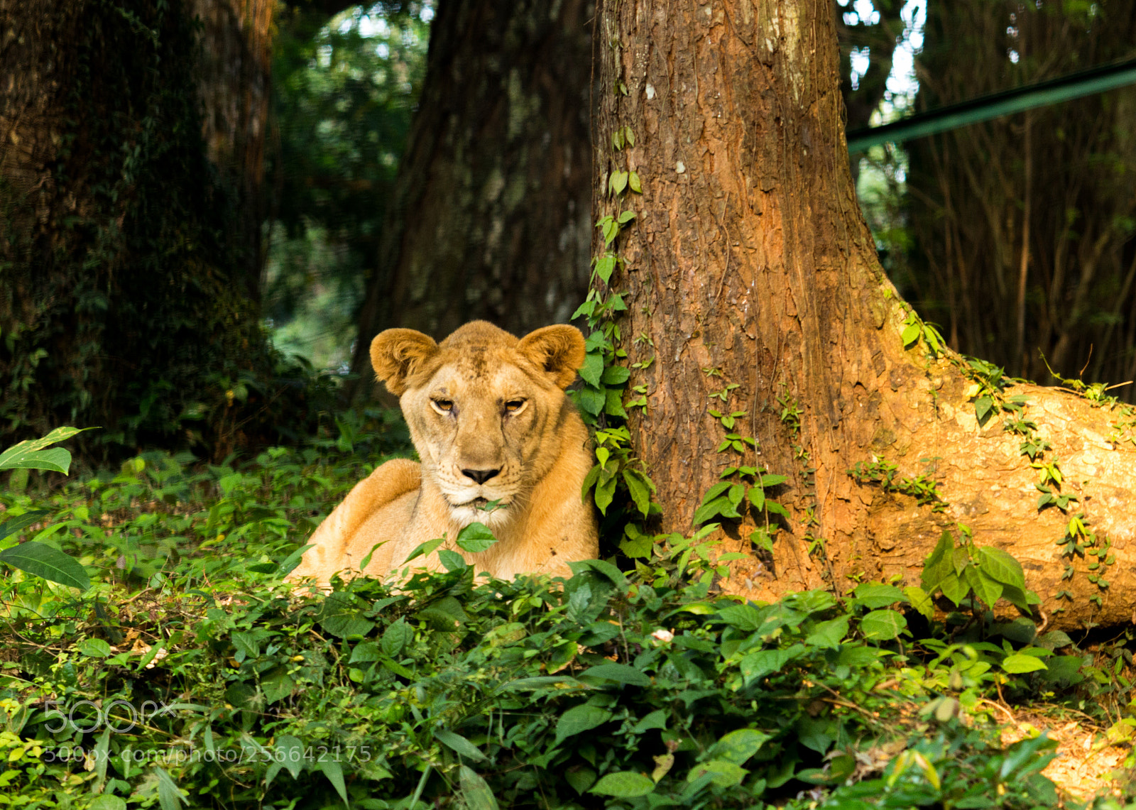 Canon EOS 700D (EOS Rebel T5i / EOS Kiss X7i) sample photo. The king photography