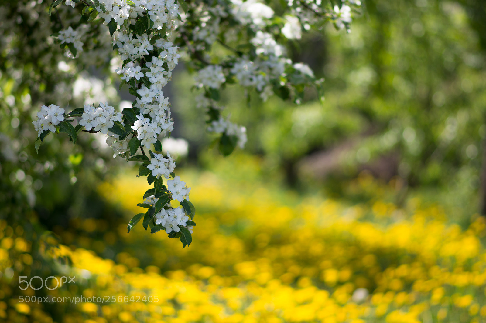 Nikon D7200 sample photo. Eden photography