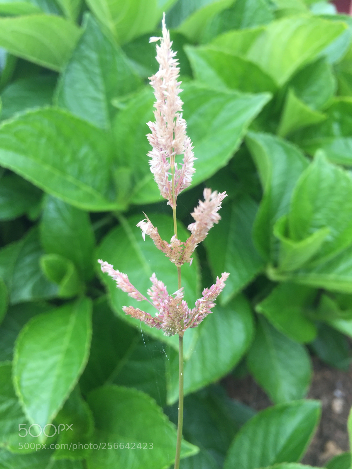 Apple iPhone 6 Plus sample photo. Untitled photography