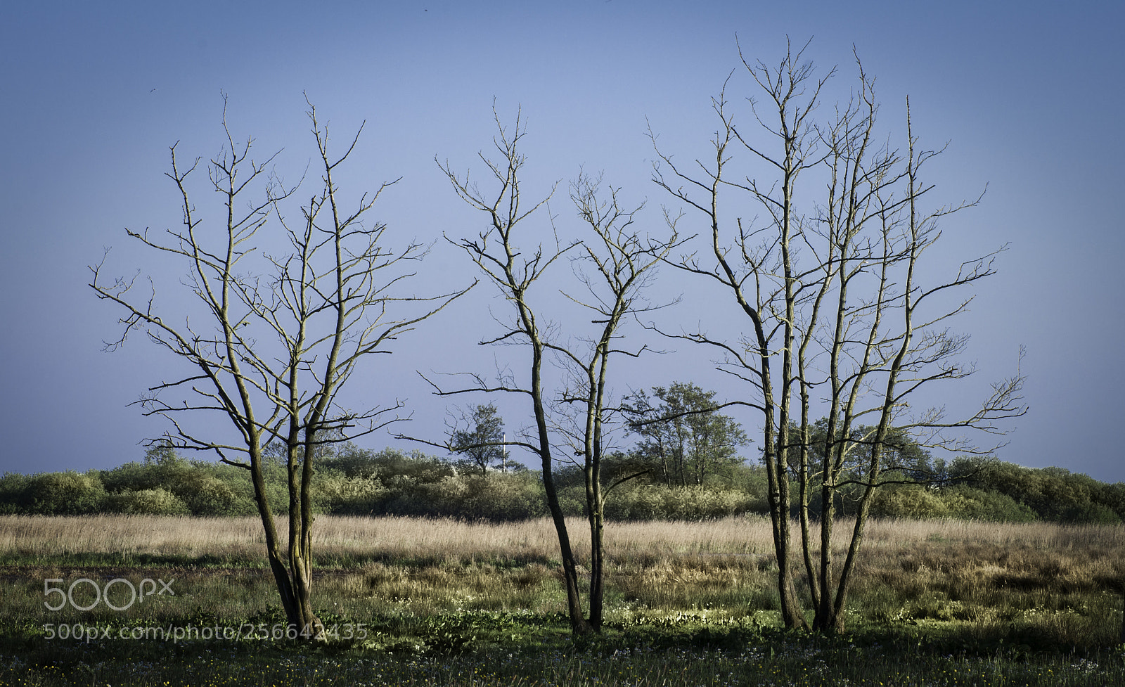 Nikon D5000 sample photo. Trio of trees photography