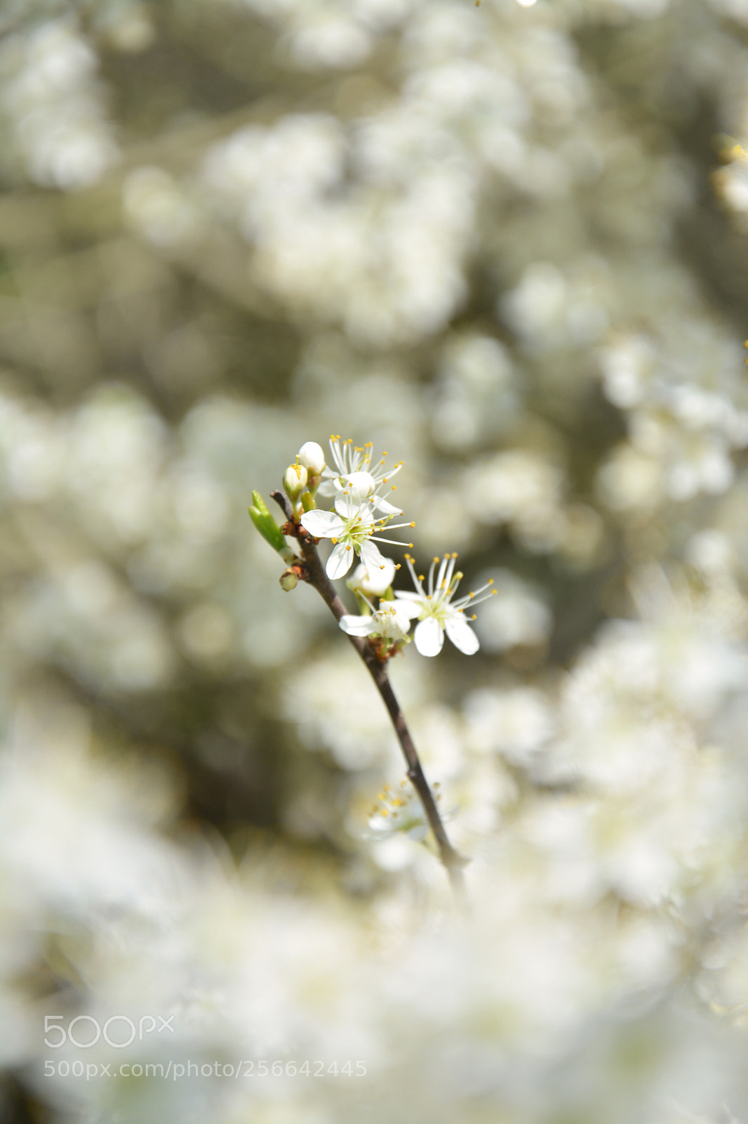 Nikon D5200 sample photo. Centre photography