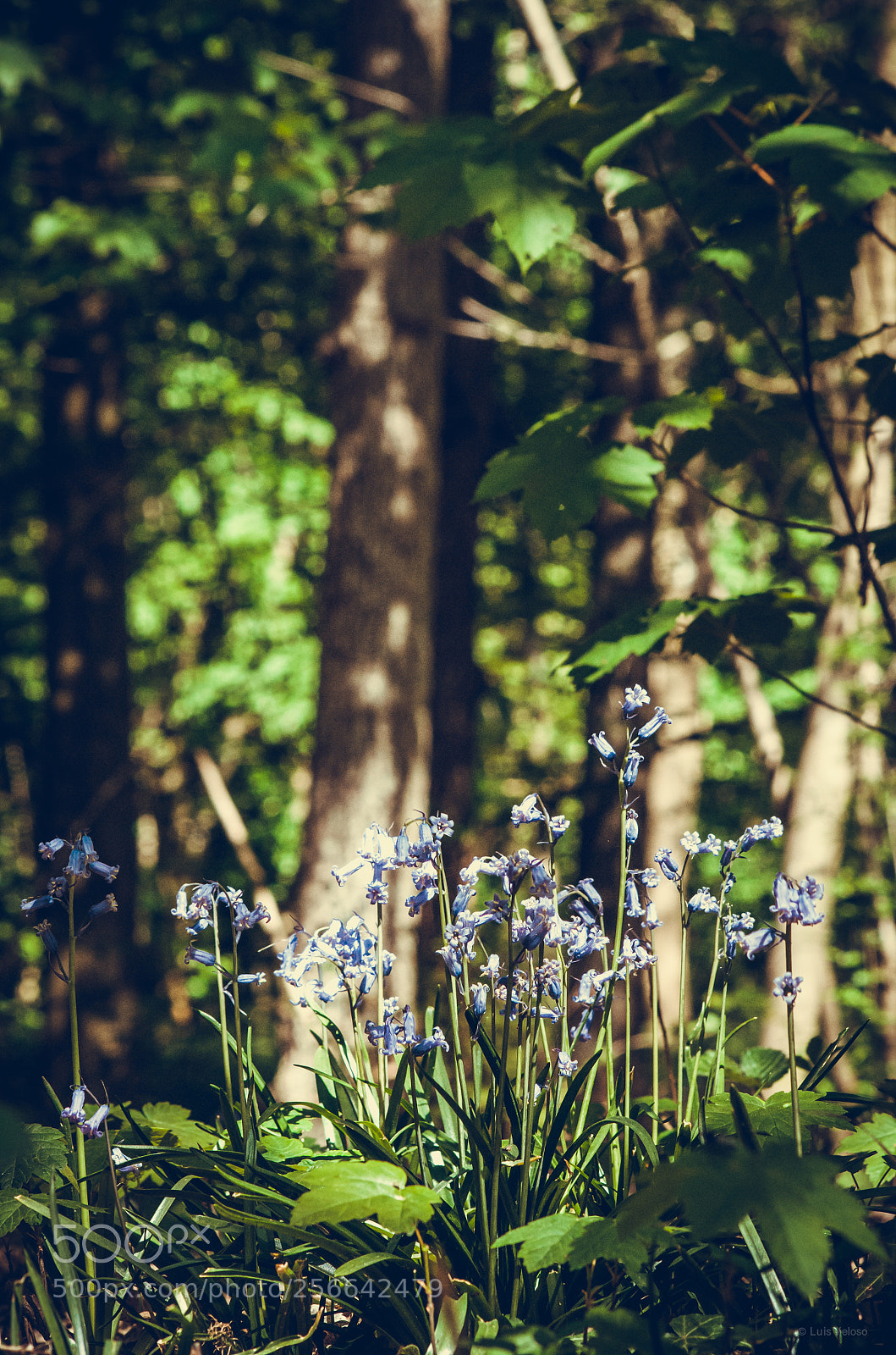 Pentax K-30 sample photo. Blooming spring photography