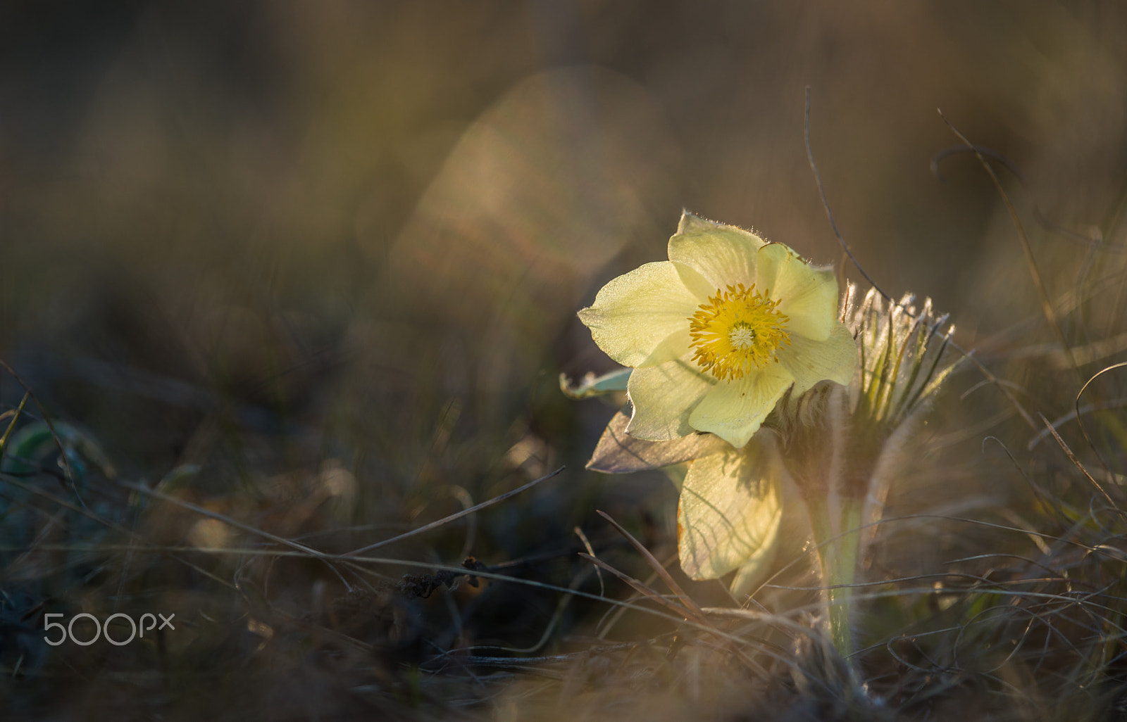 Sony a99 II sample photo. Snowdrops photography