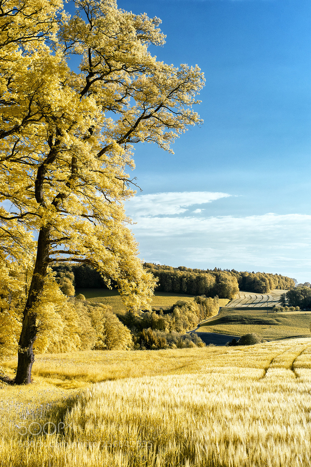 Sony a7 sample photo. Fields of gold photography
