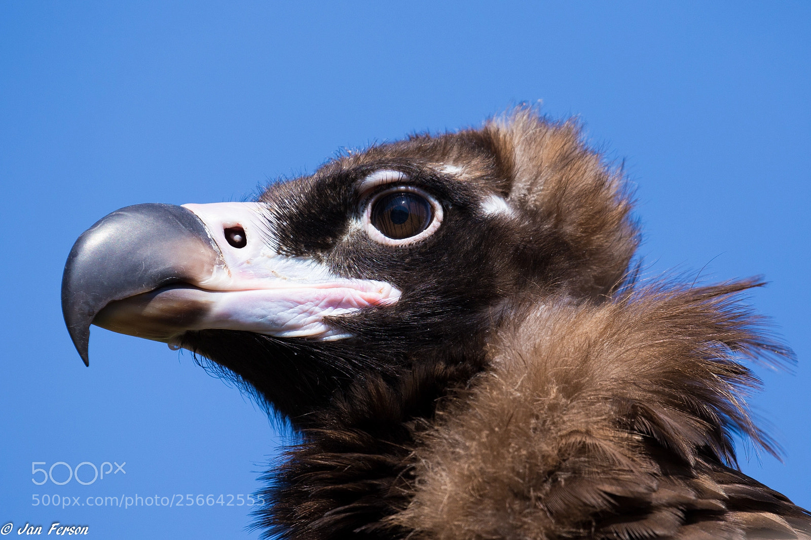 Canon EOS 6D sample photo. Vulture ! photography