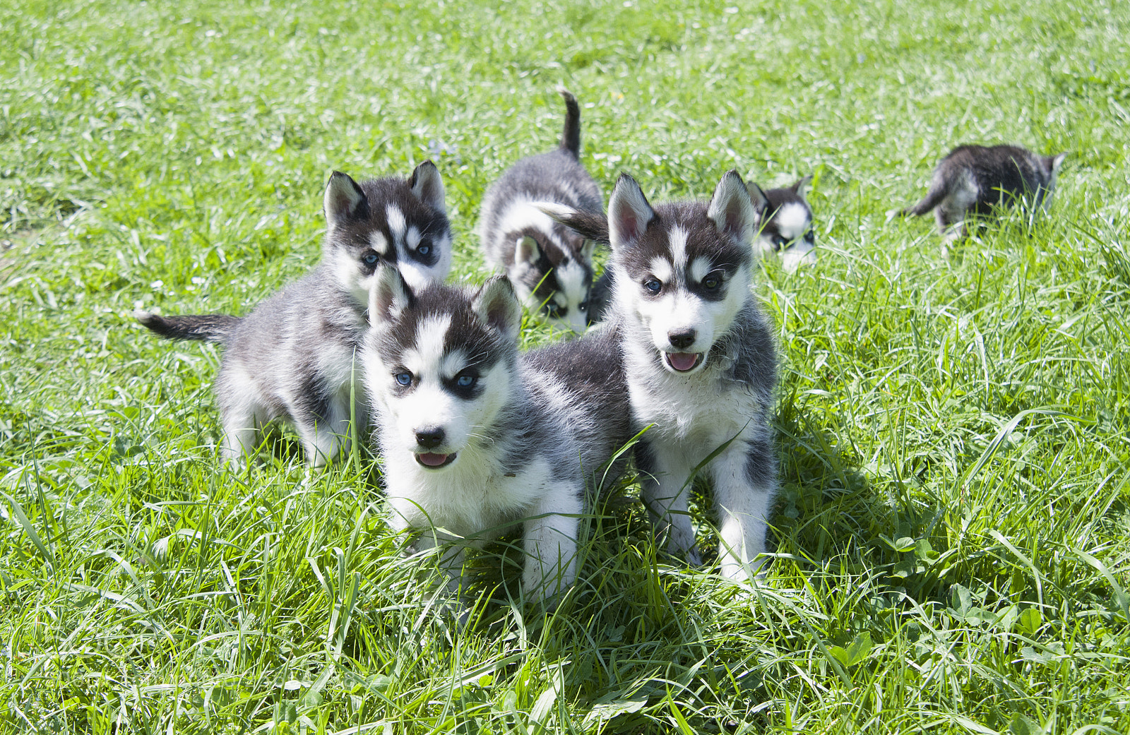 Nikon D500 sample photo. Siberian husky puppy photography