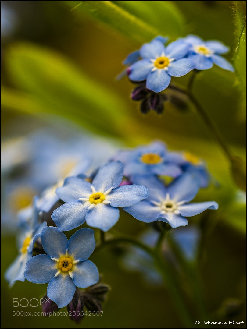 Sony a9 sample photo. Drunt im garten photography
