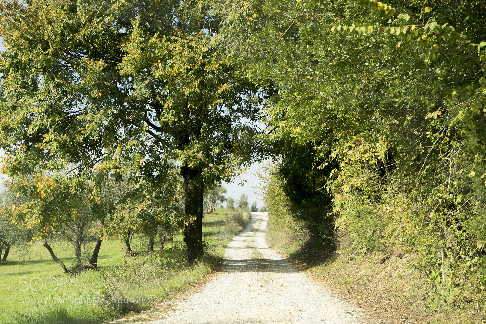 Sony a7 sample photo. Tunnel vision photography