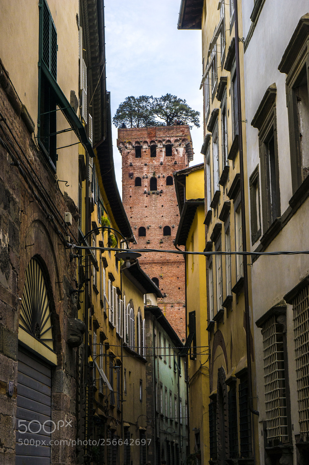 Sony a7 sample photo. Trees of lucca photography