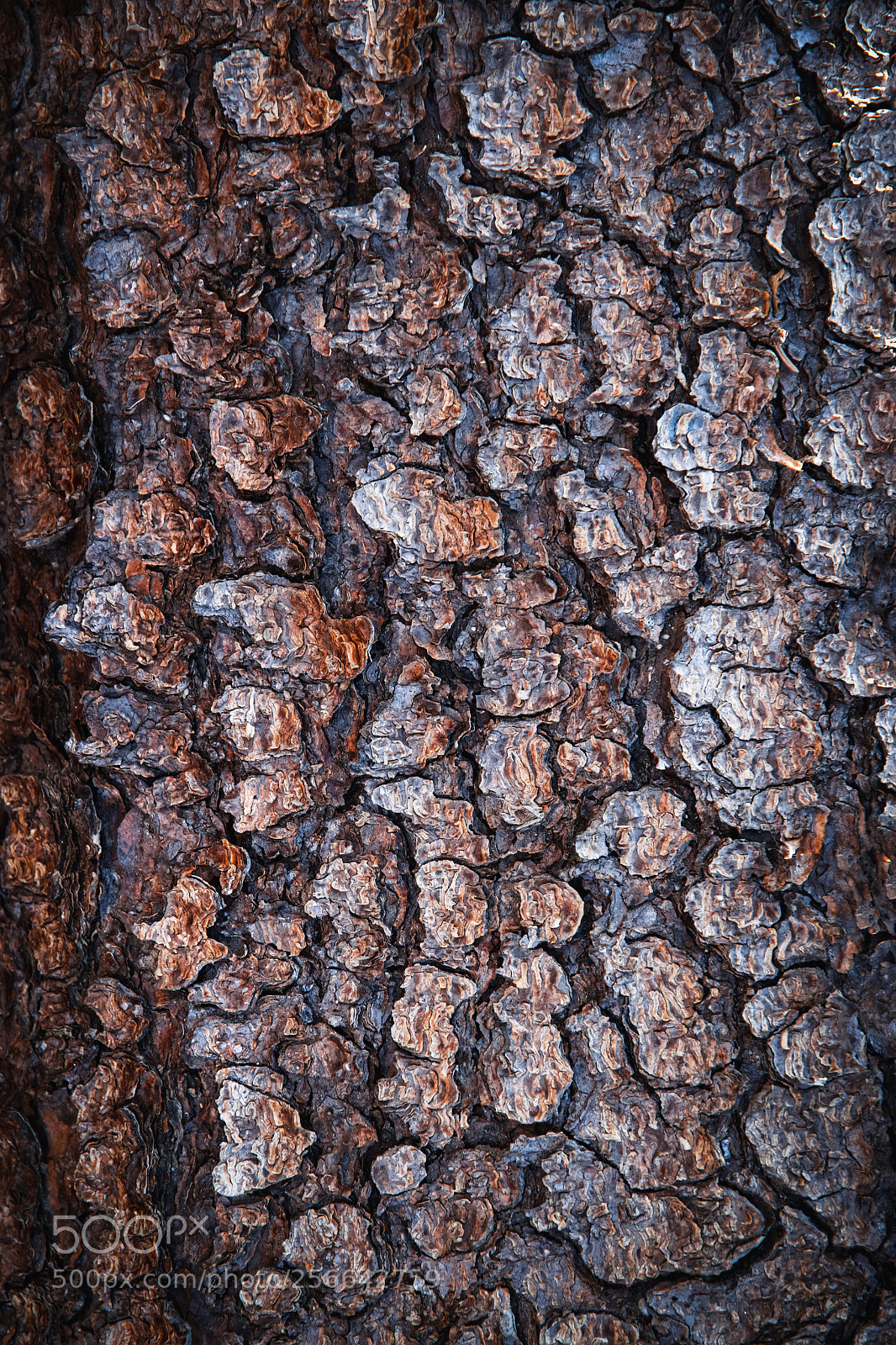 Nikon D5500 sample photo. Spruce tree bark photography