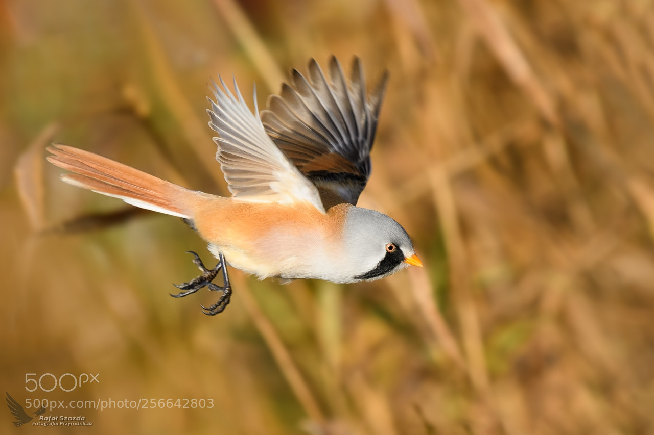 Nikon D500 sample photo. W satka, bearded parrotbill photography