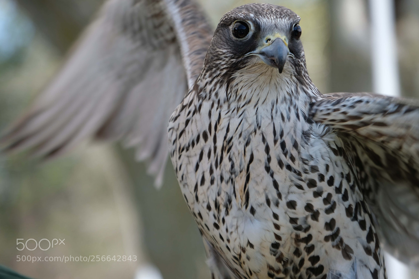 Fujifilm X-T2 sample photo. Falcon photography