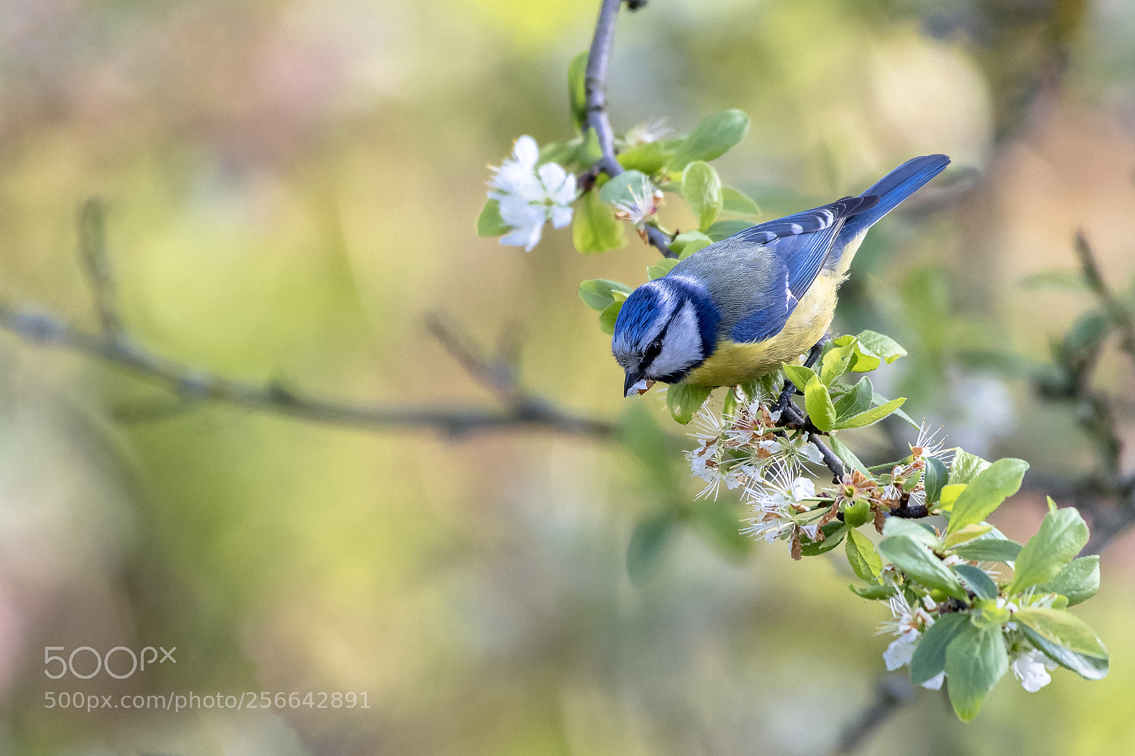 Nikon D500 sample photo. Blue tit cyanistes caeruleus photography