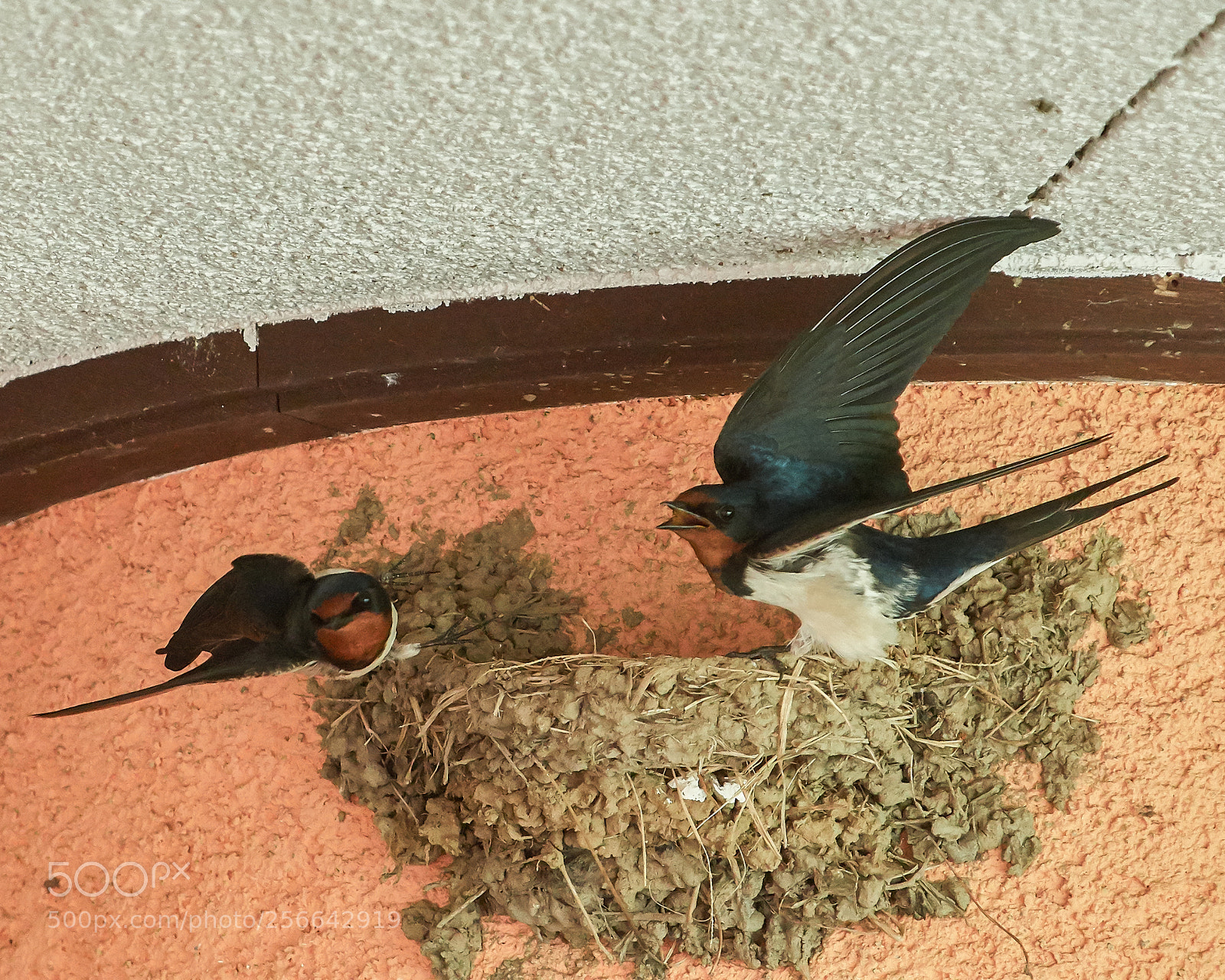 Nikon D500 sample photo. Making a nest photography