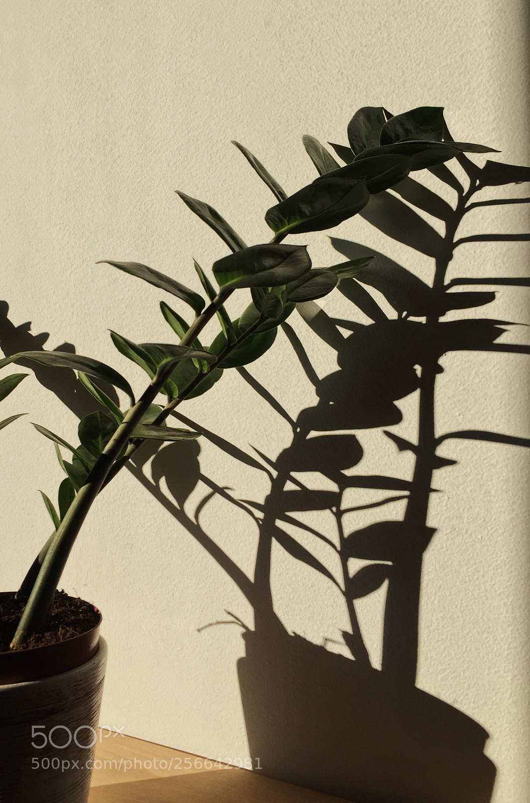 Apple iPhone 6 sample photo. Plant shadow photography
