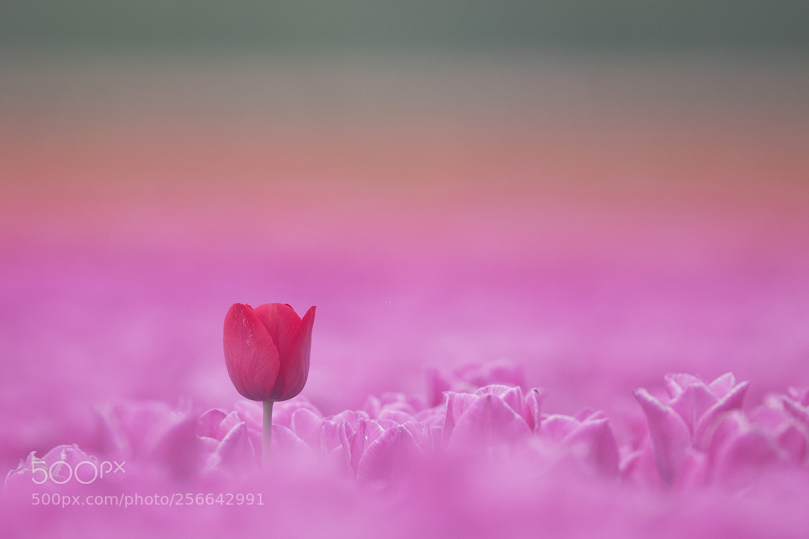 Canon EOS 7D Mark II sample photo. Lonely tulip iv photography