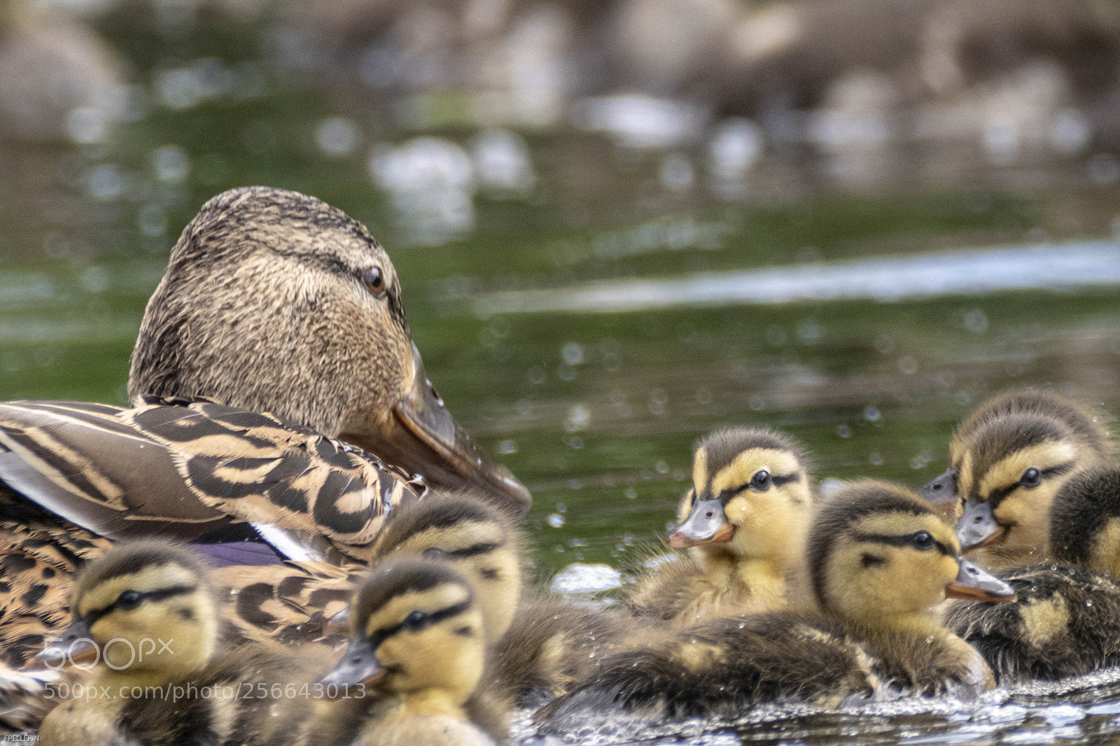 Nikon D850 sample photo. Duck and ducklings photography