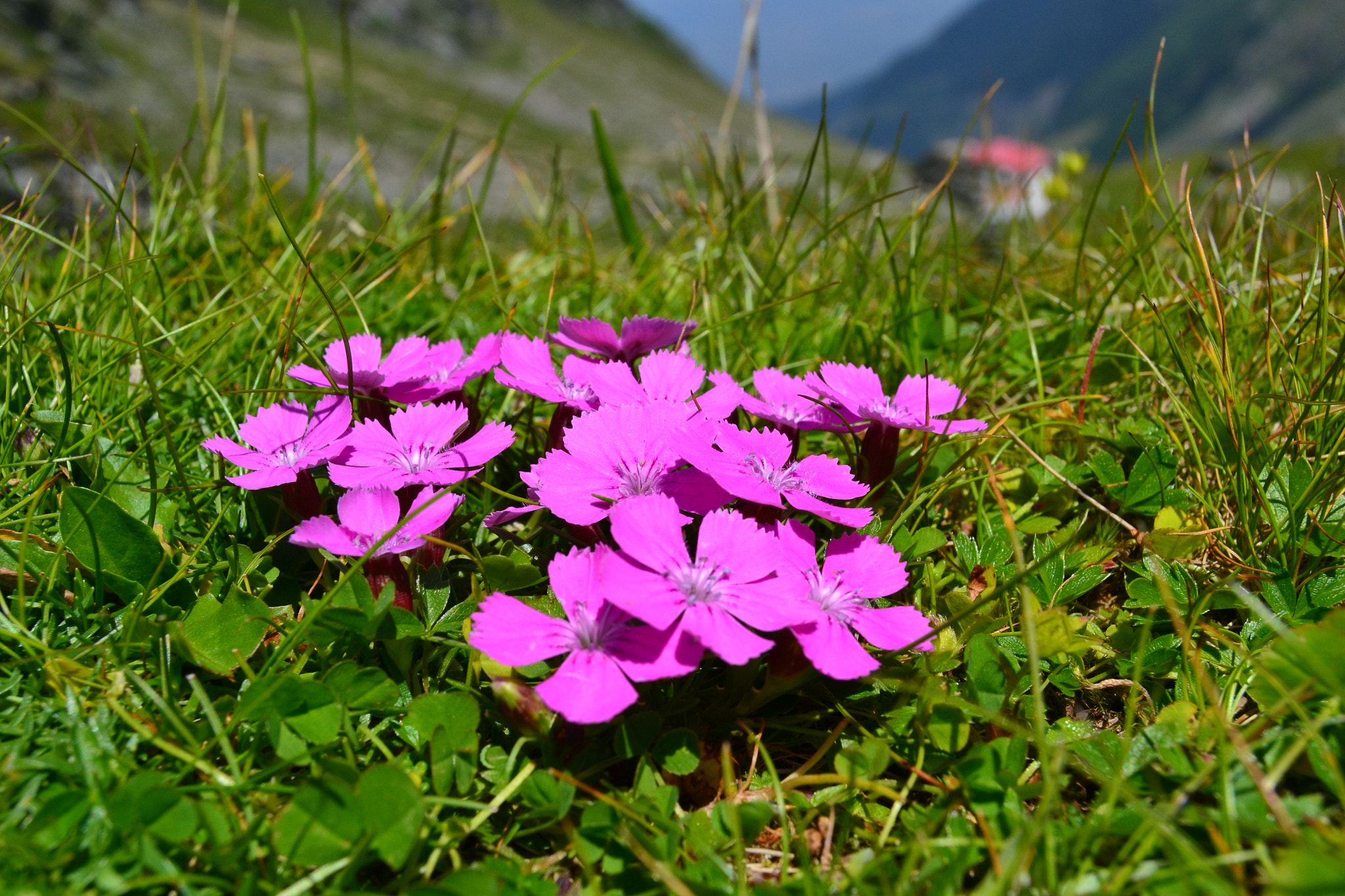 Nikon D3100 sample photo. Pinkfloweer photography