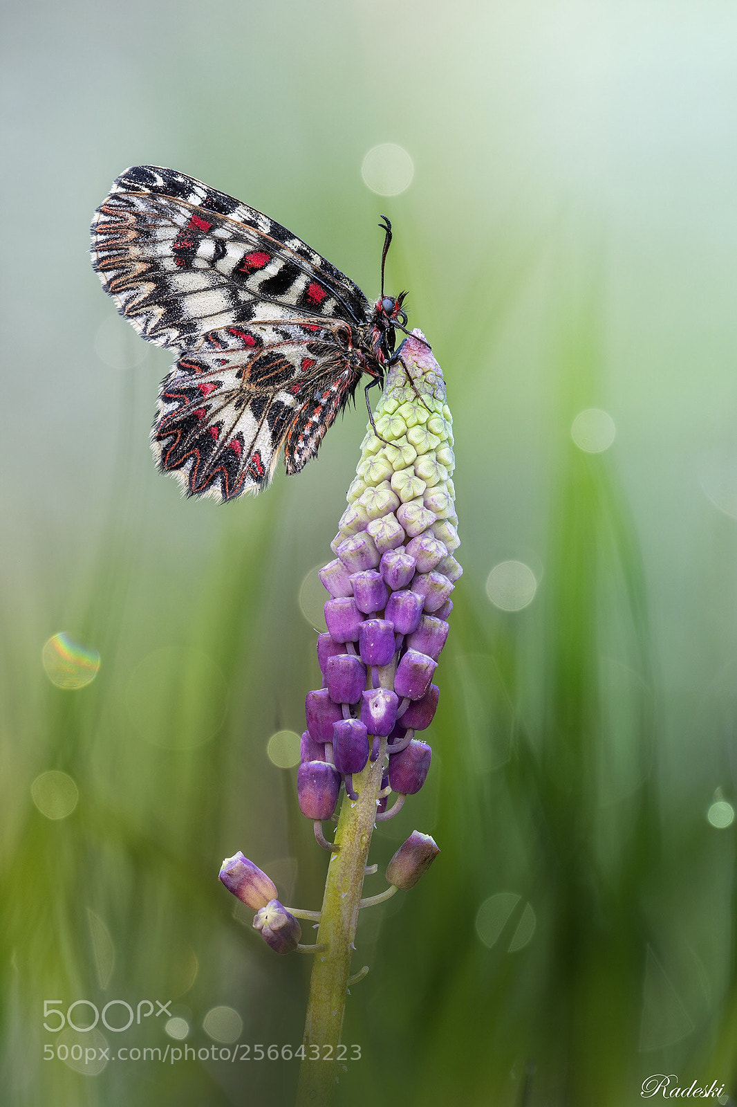 Nikon D850 sample photo. Le bellezze di primavera photography
