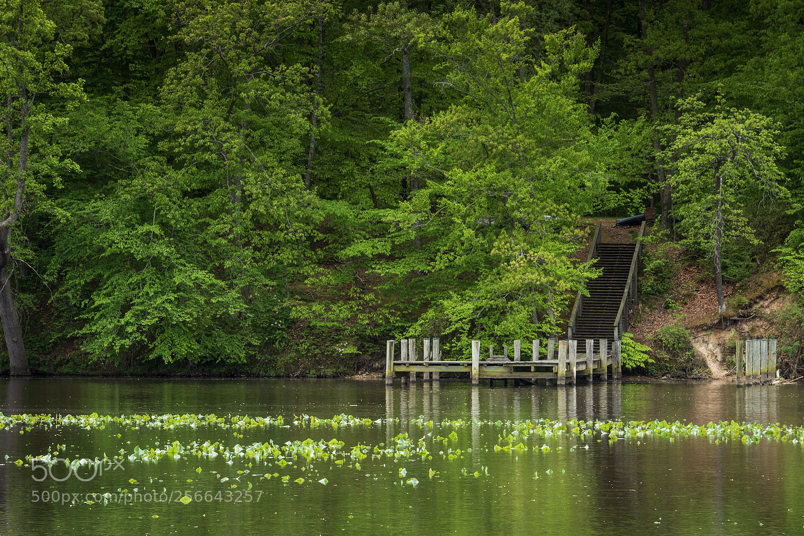 Sony a7R III sample photo. The swimming hole photography