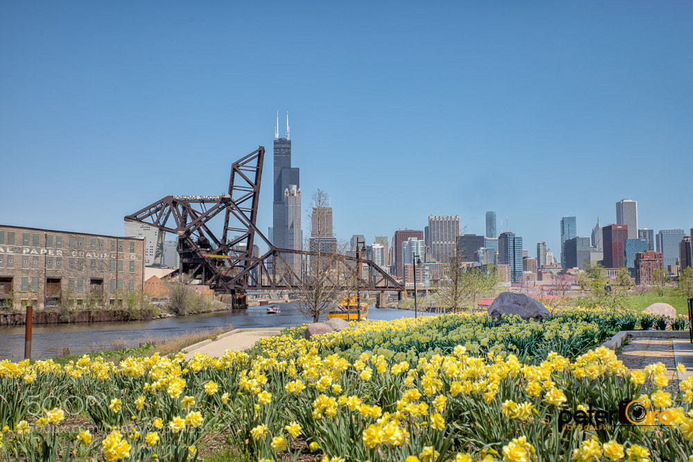 Canon EOS 5D Mark IV sample photo. Skyline w flowers at photography