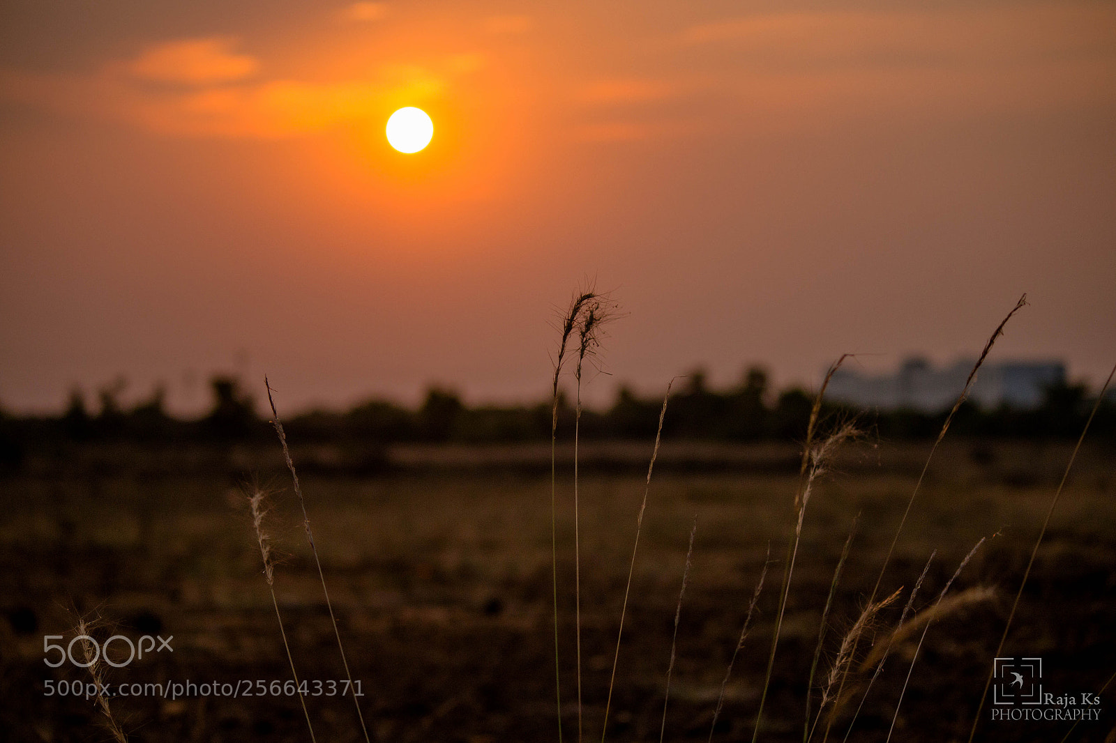 Canon EOS 70D sample photo. Reeds on sunset photography