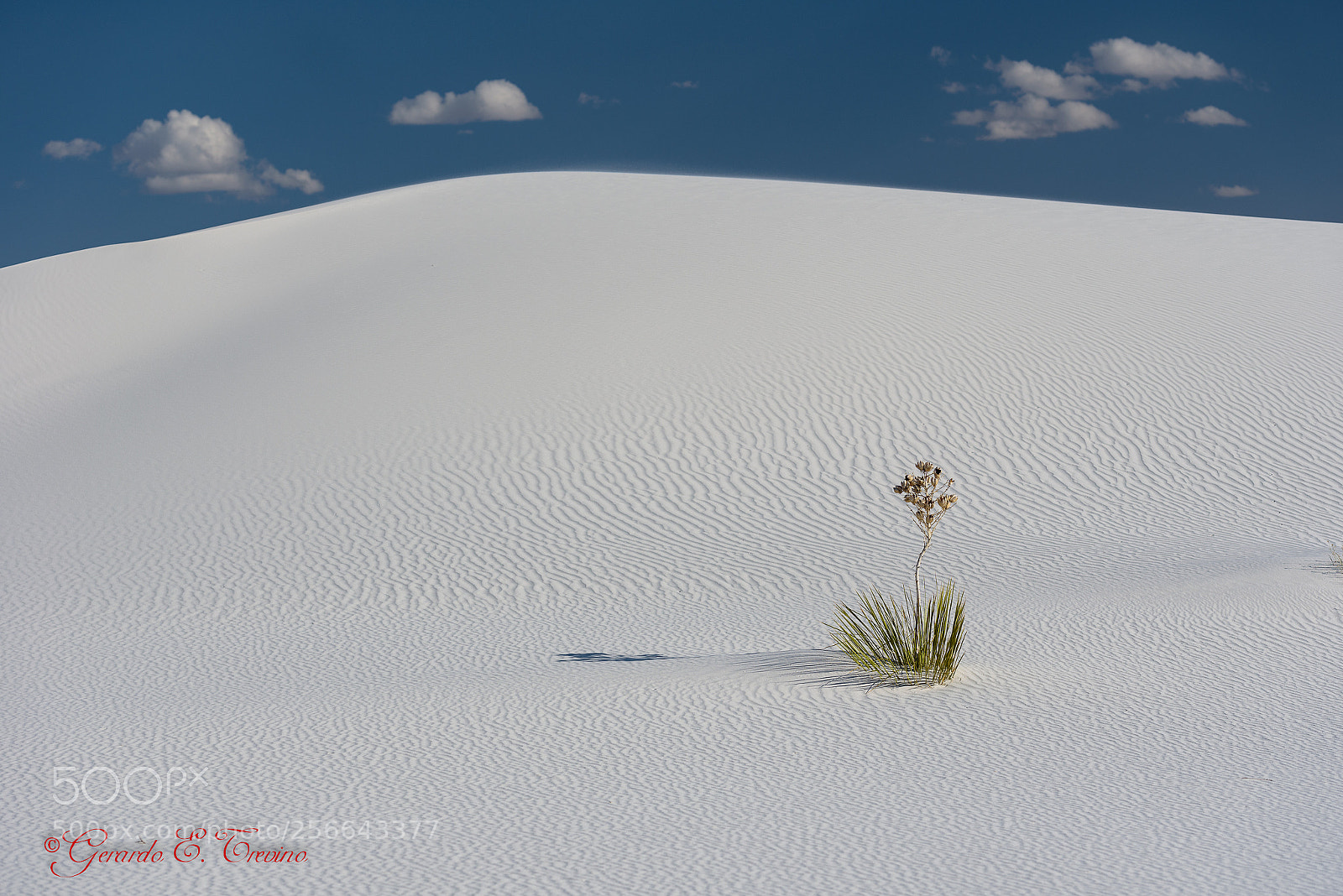 Nikon D750 sample photo. All alone photography