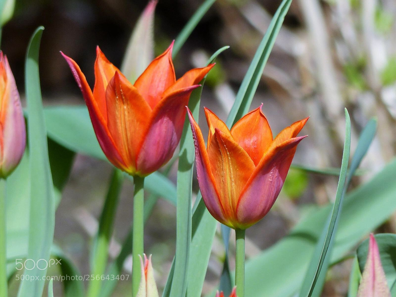 Panasonic Lumix DMC-FZ200 sample photo. Blume photography