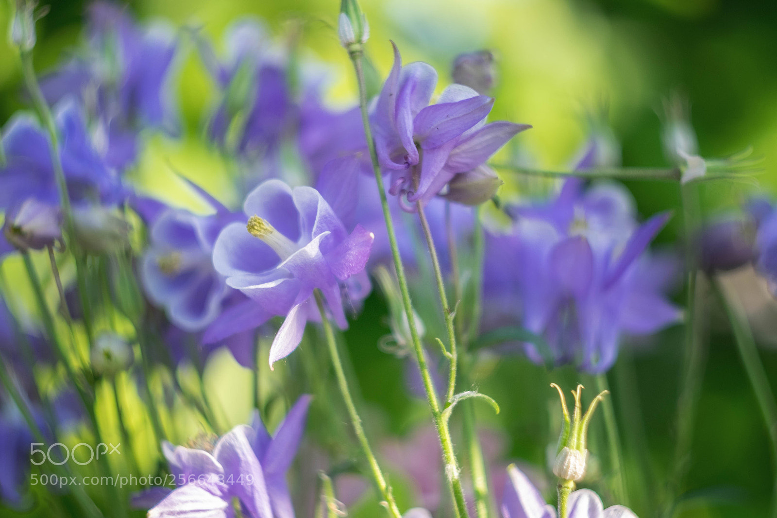 Fujifilm X-T10 sample photo. Blue... photography