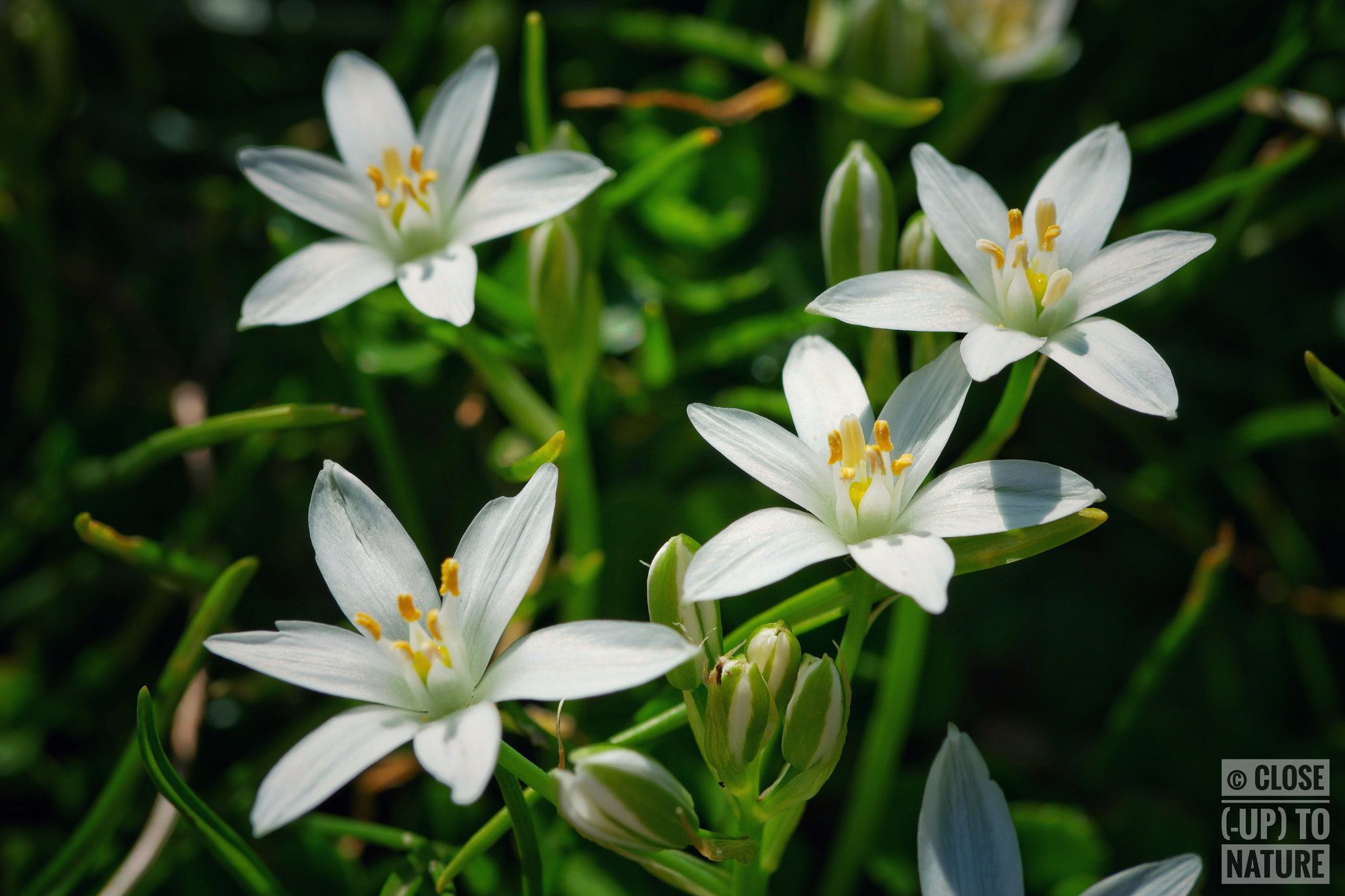 Samsung NX500 sample photo. Ornithogalum umbella (4) photography