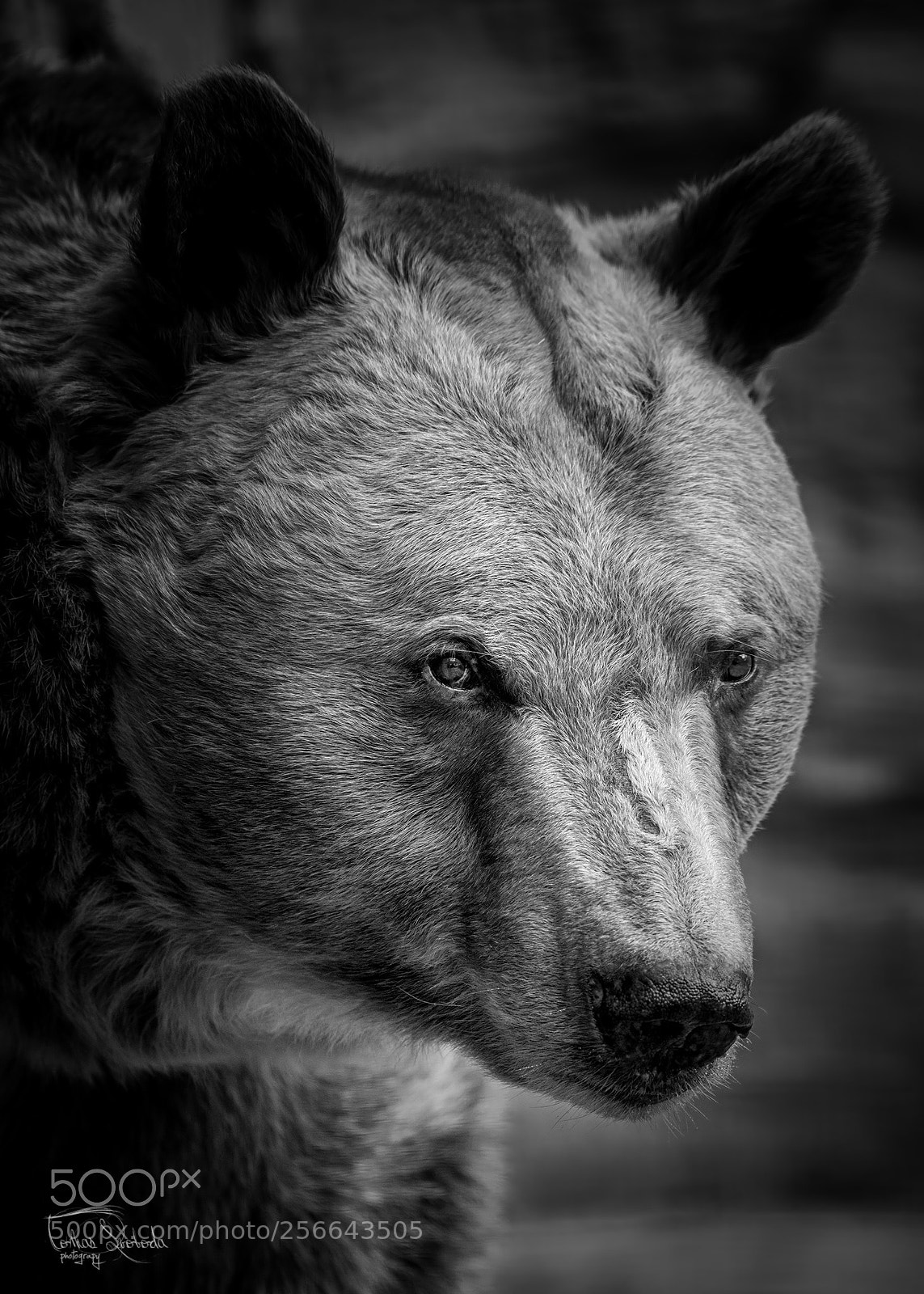 Nikon D750 sample photo. The brown bear ursus photography