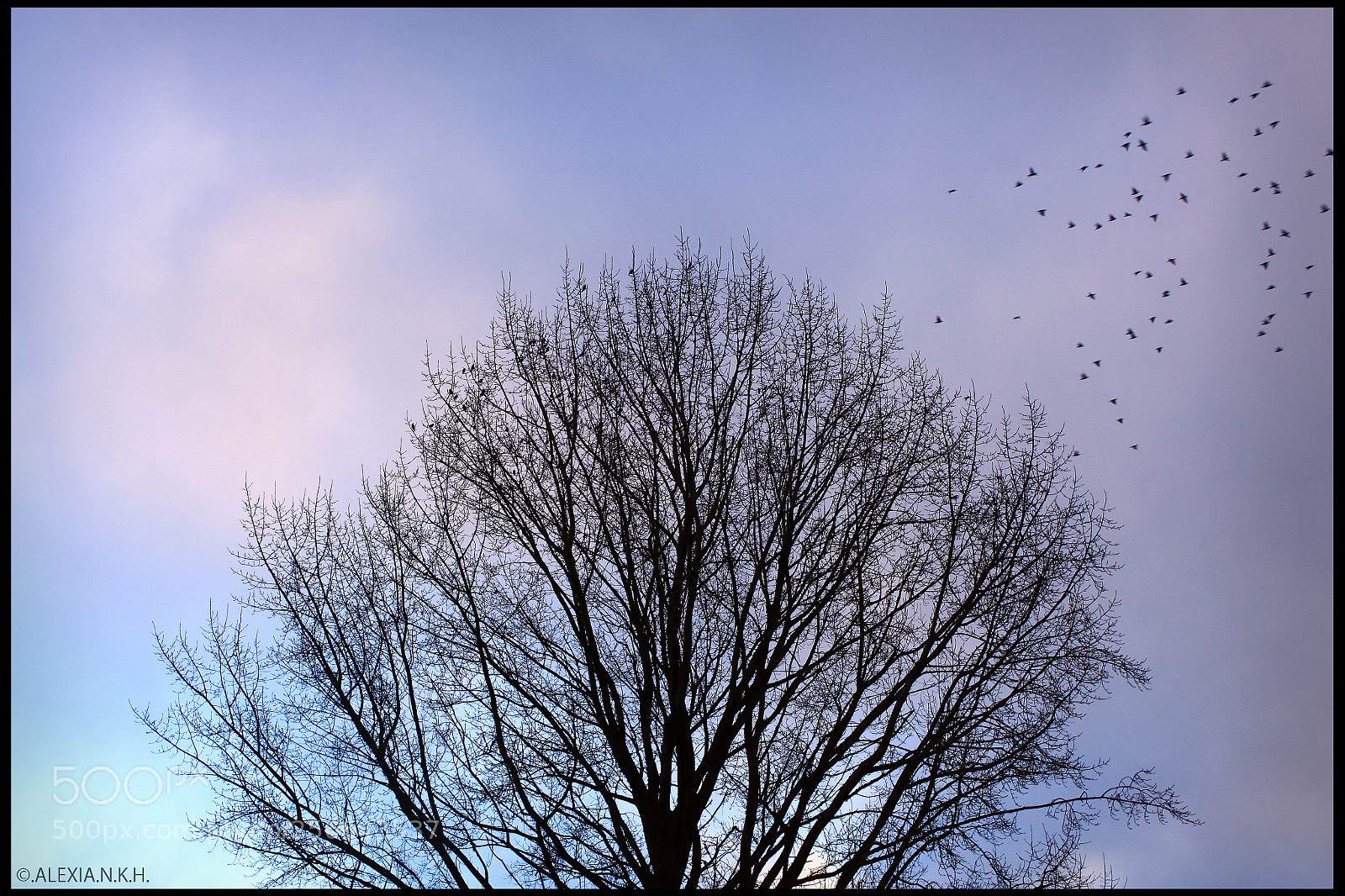 Canon EOS 5D Mark II sample photo. Small flock photography