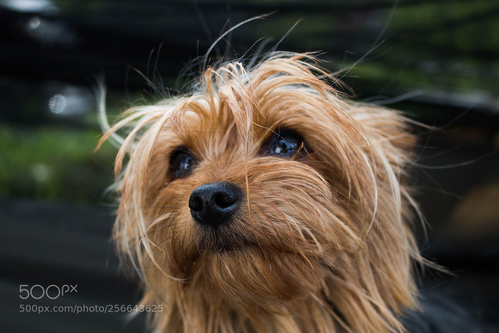Canon EOS 100D (EOS Rebel SL1 / EOS Kiss X7) sample photo. Dog on the wind photography