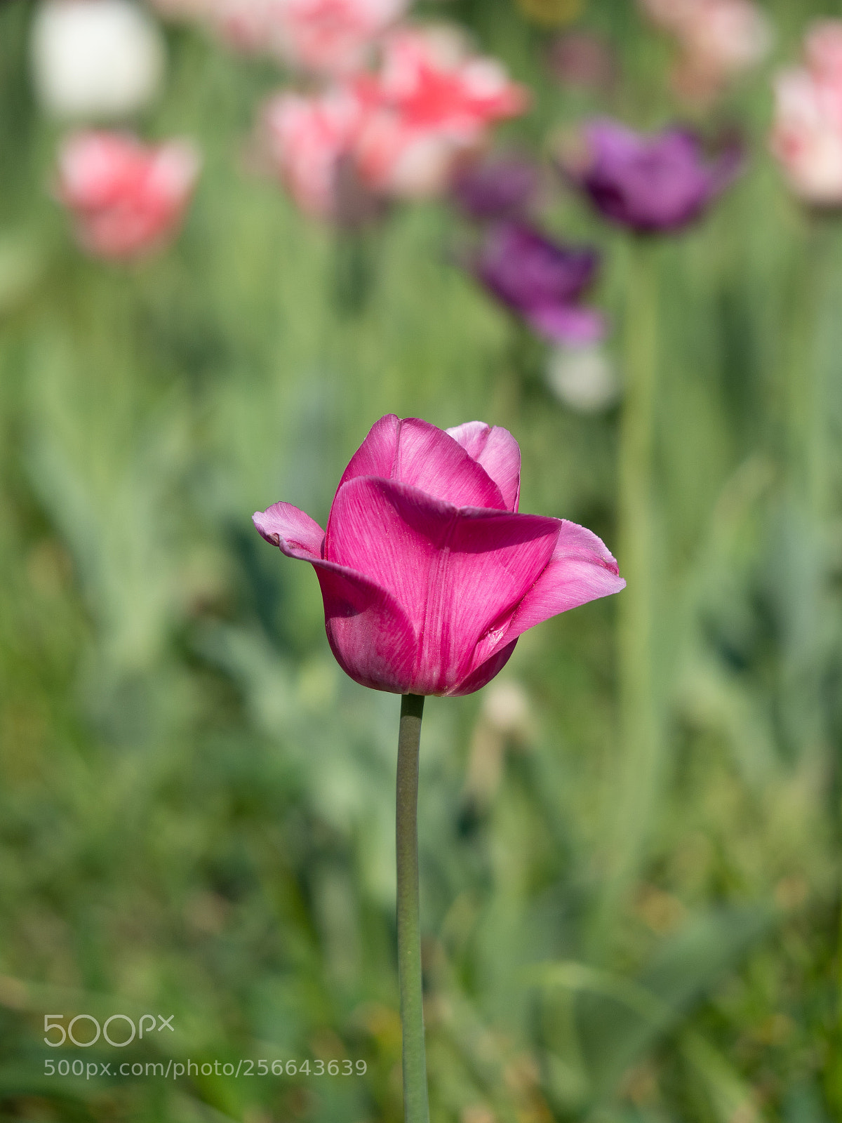 Olympus OM-D E-M1 Mark II sample photo. Tulip photography