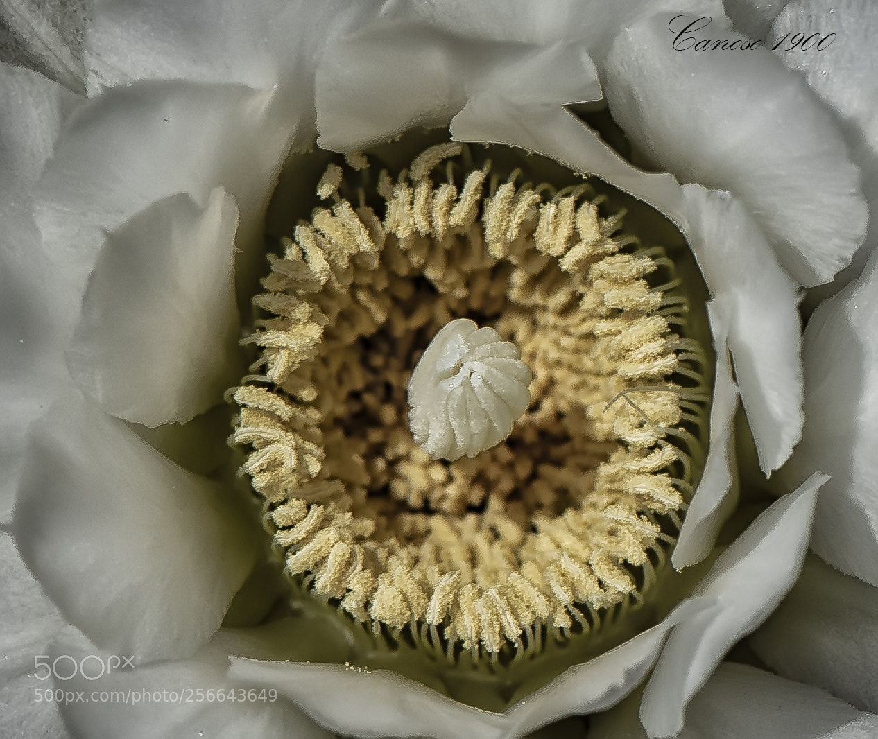 Nikon D810 sample photo. Centro photography