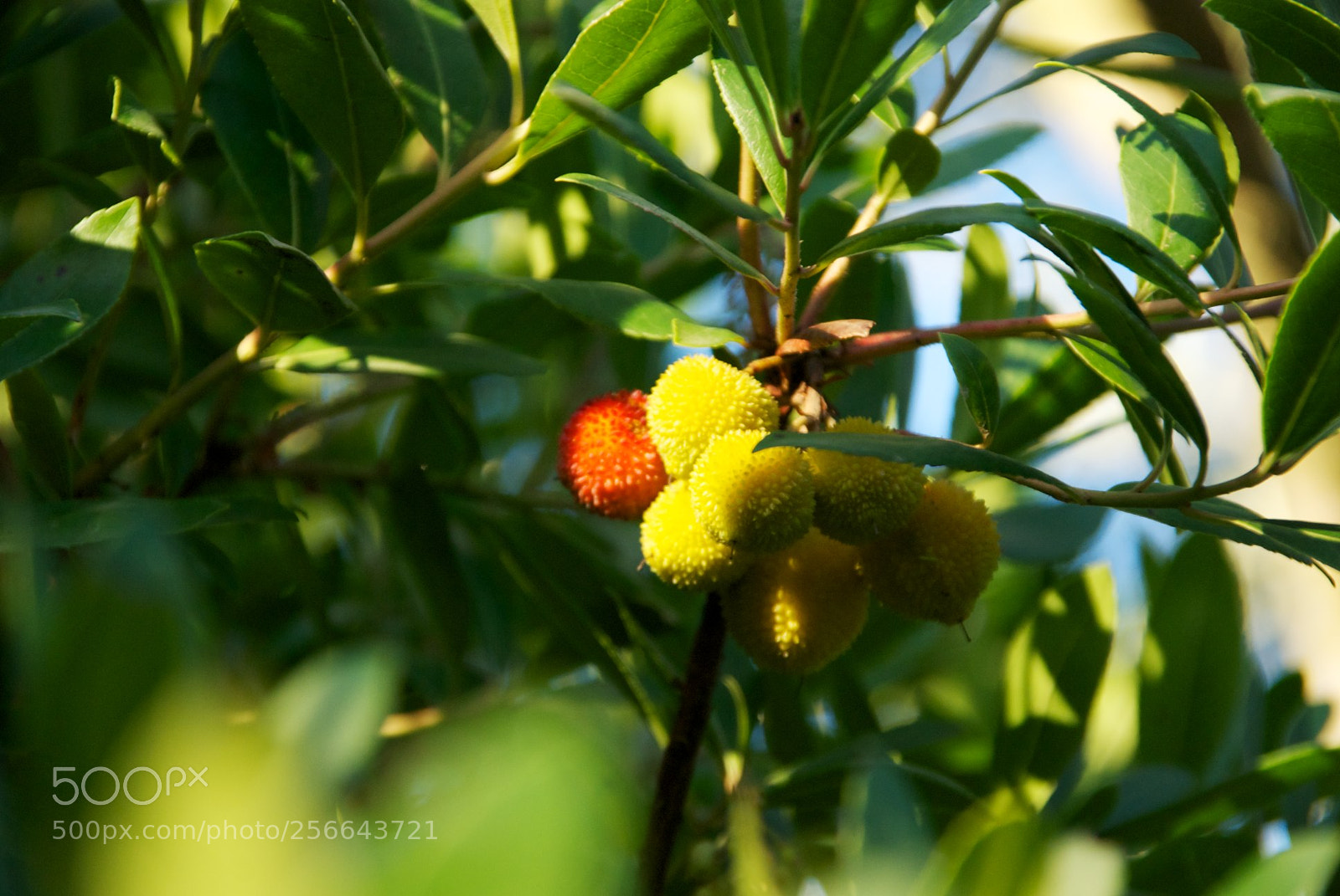 Nikon D60 sample photo. Version photography