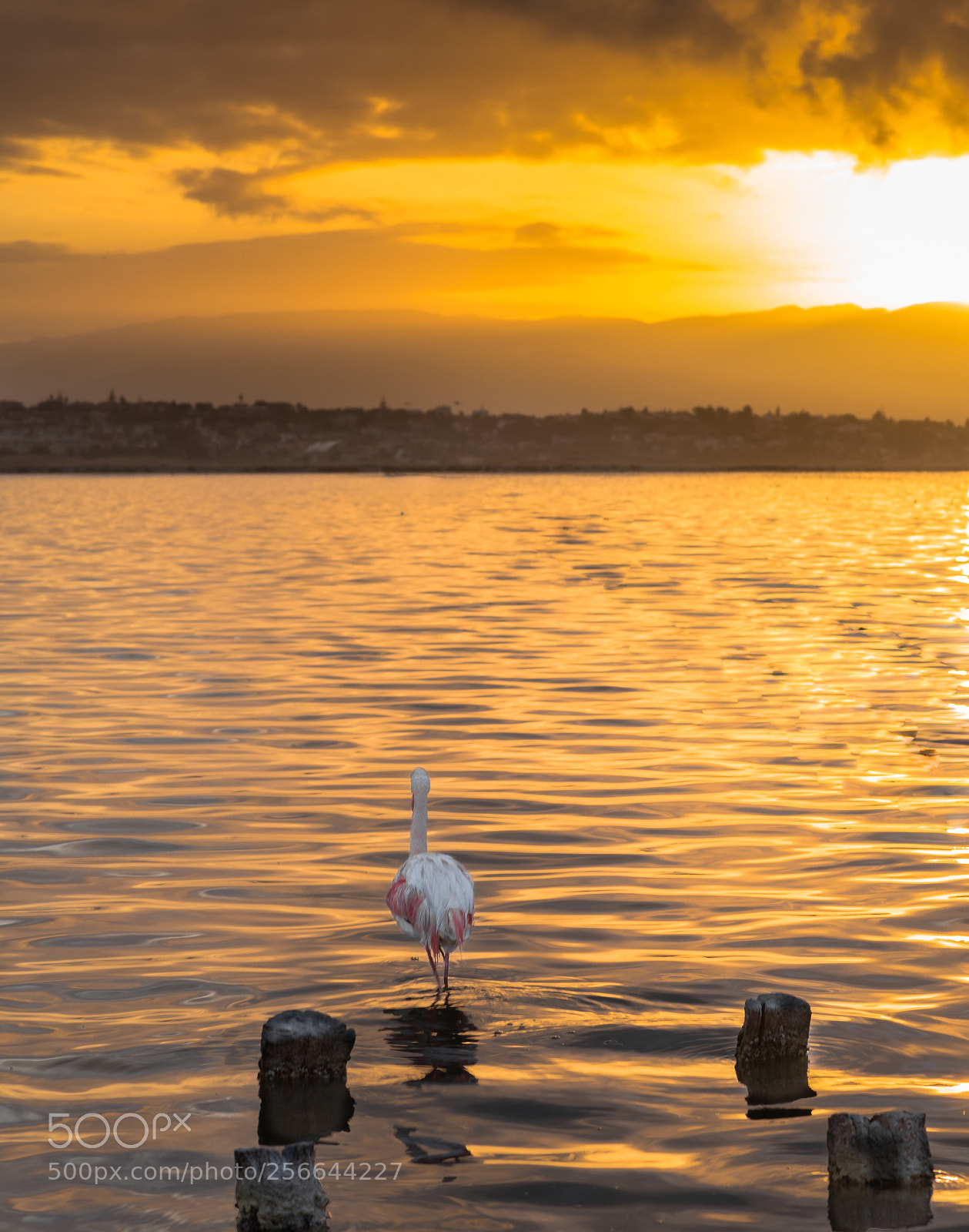 Nikon D750 sample photo. Morning glory  photography