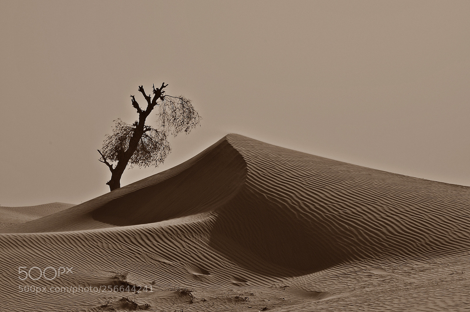 Nikon D90 sample photo. Dubai desert photography