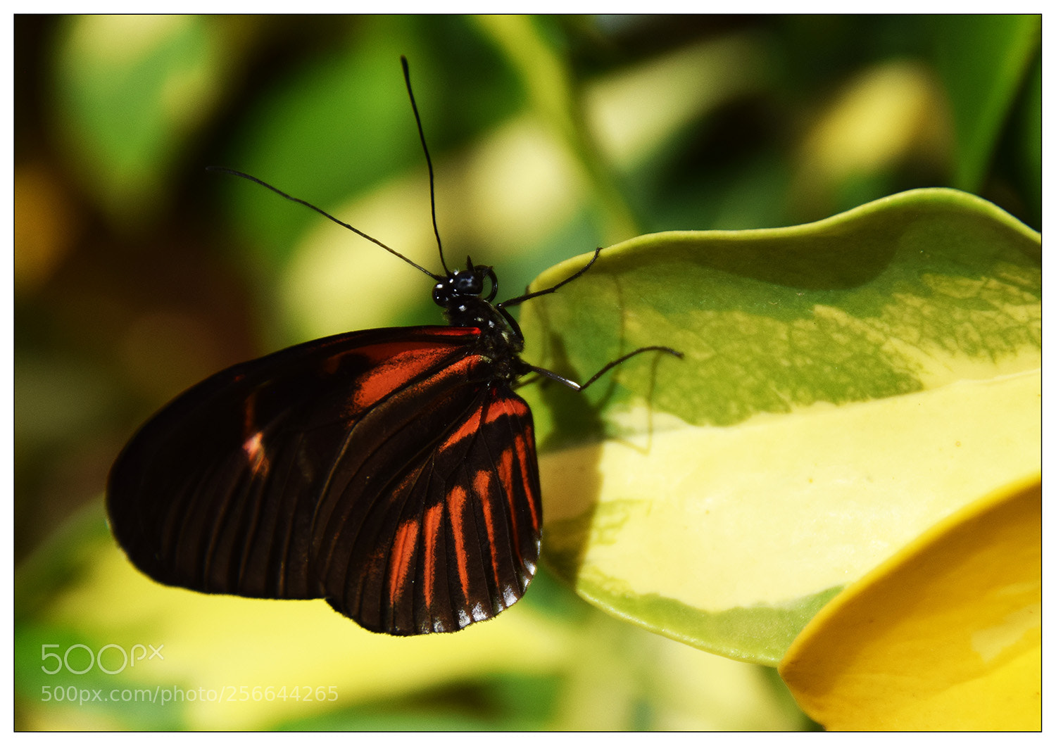 Nikon D5300 sample photo. Butterfly photography