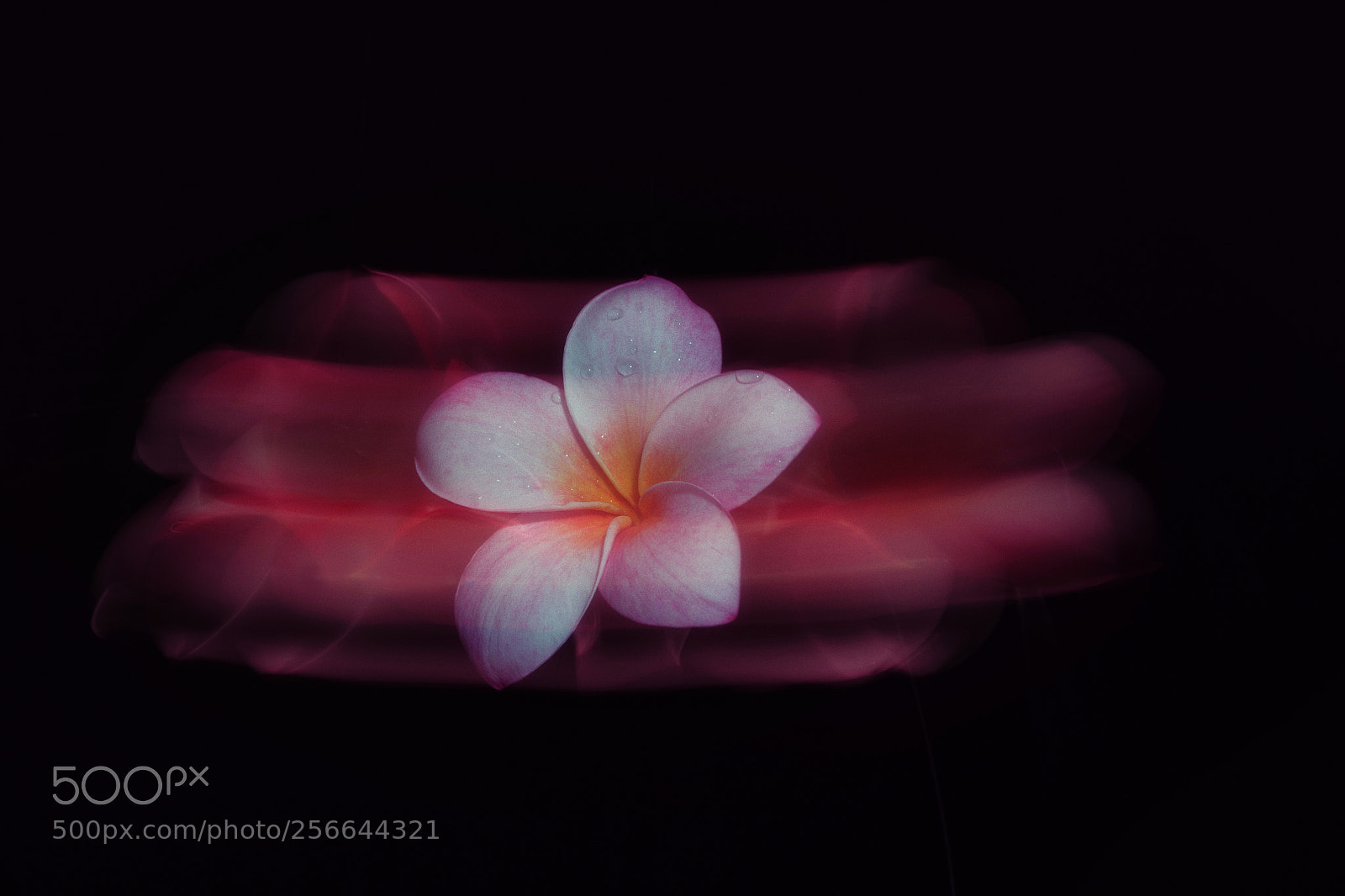 Nikon D850 sample photo. Plumeria in motion photography