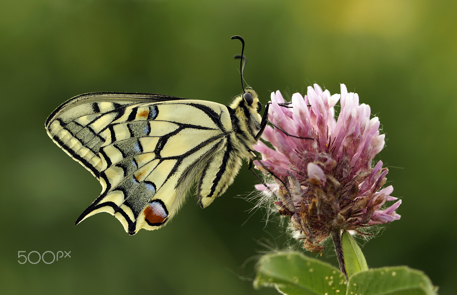 Sony ILCA-77M2 sample photo. Schwalbenschwanz (papilio machaon) photography