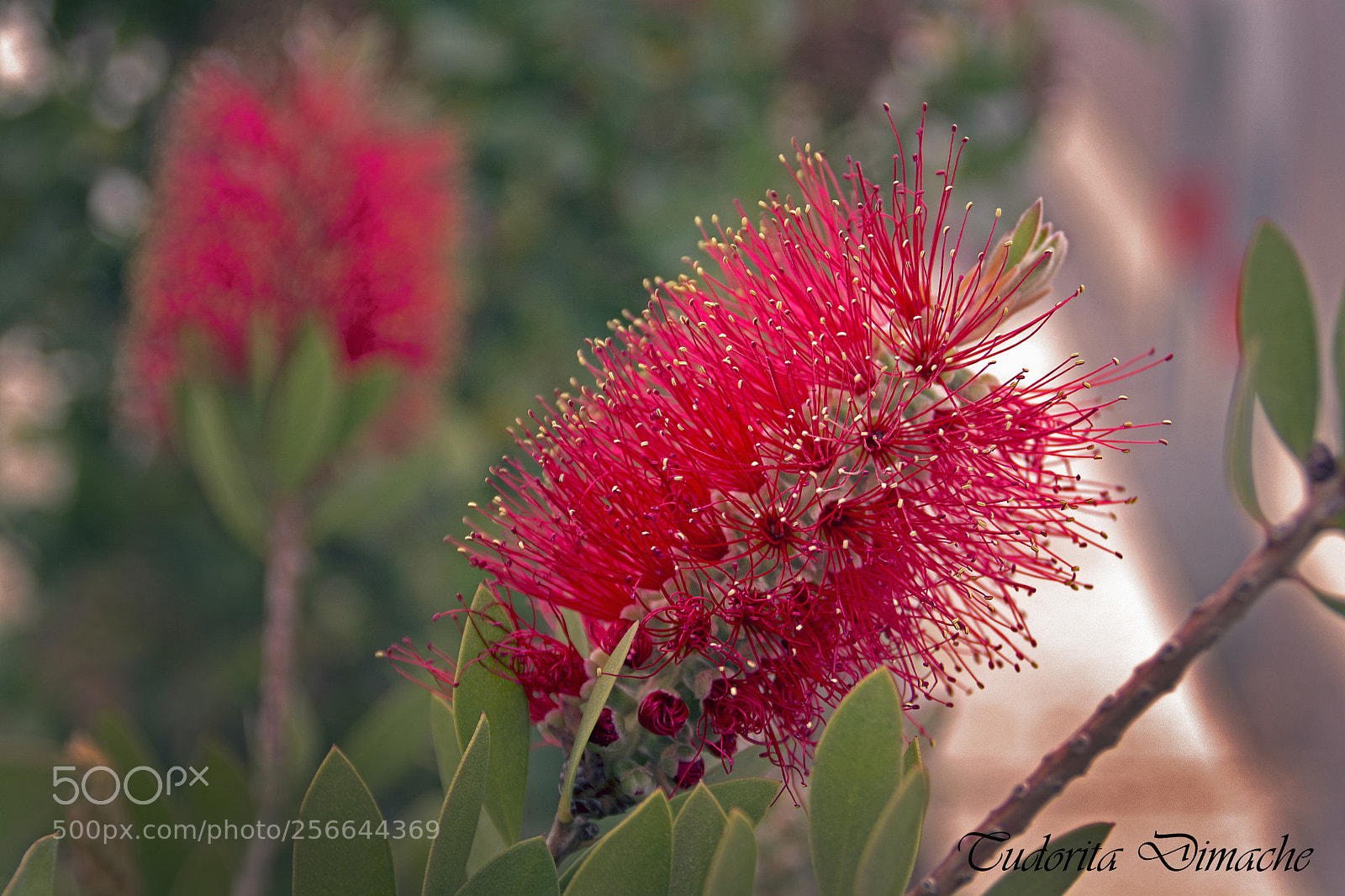 Nikon D7100 sample photo. Flower photography