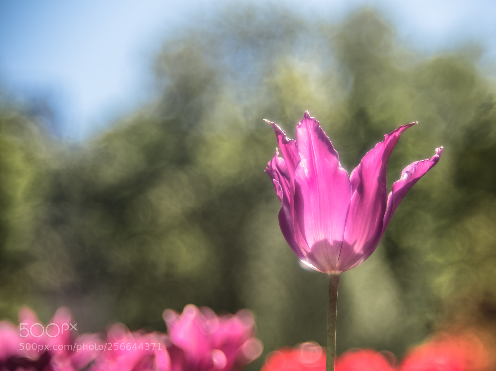 Nikon D750 sample photo. Tulip photography
